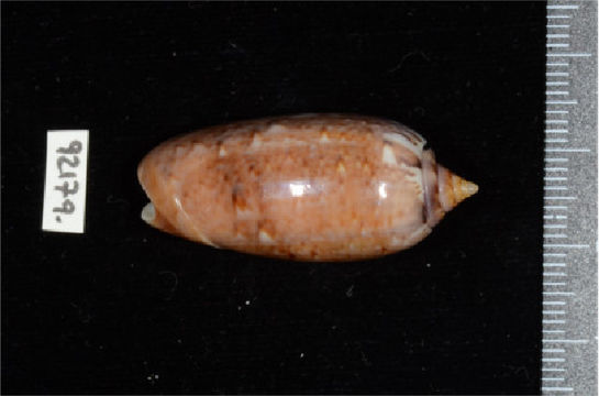 Image of <i>Oliva flammulata</i> Lamarck 1811