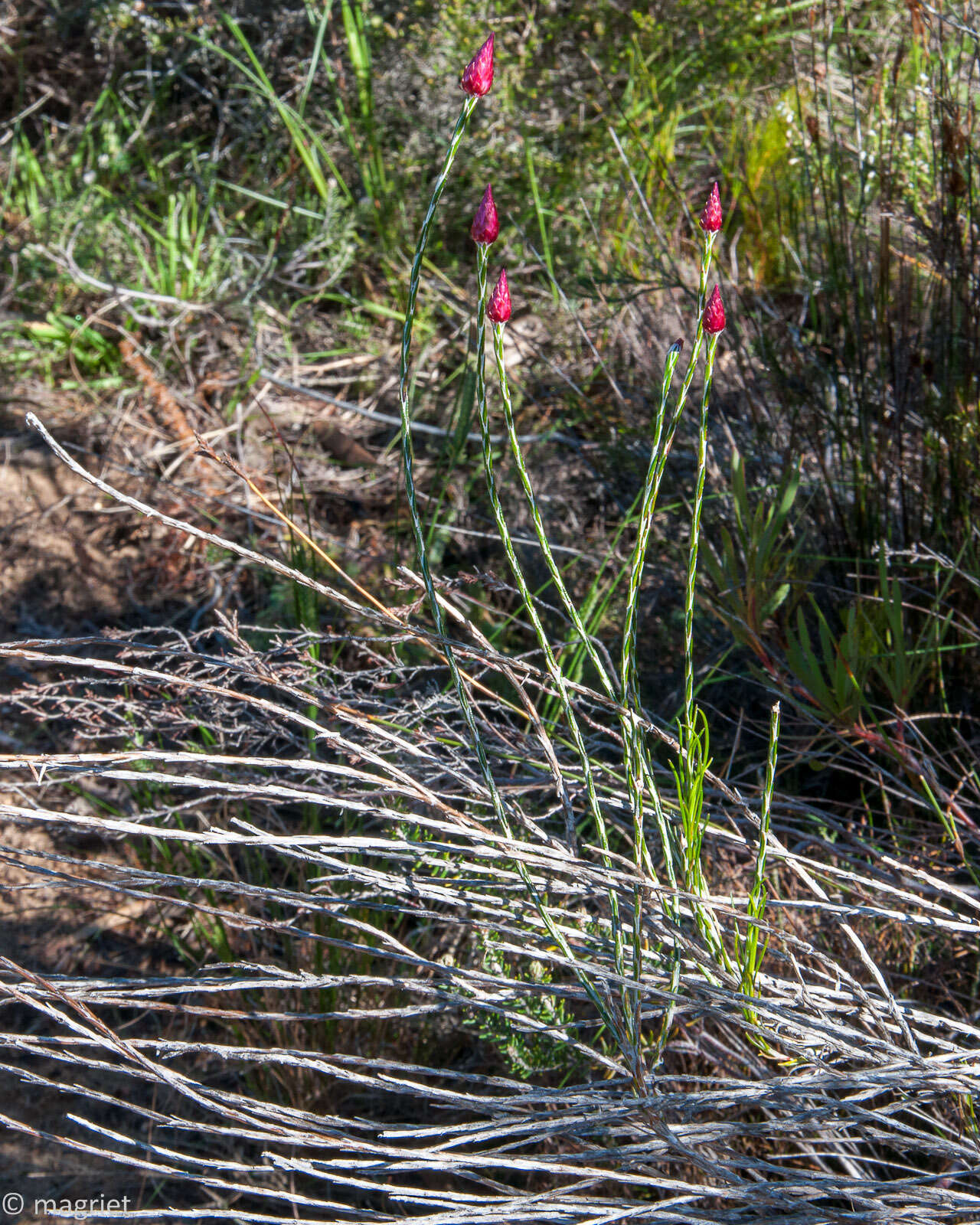 Image of Common Scaly Sewejaartjie