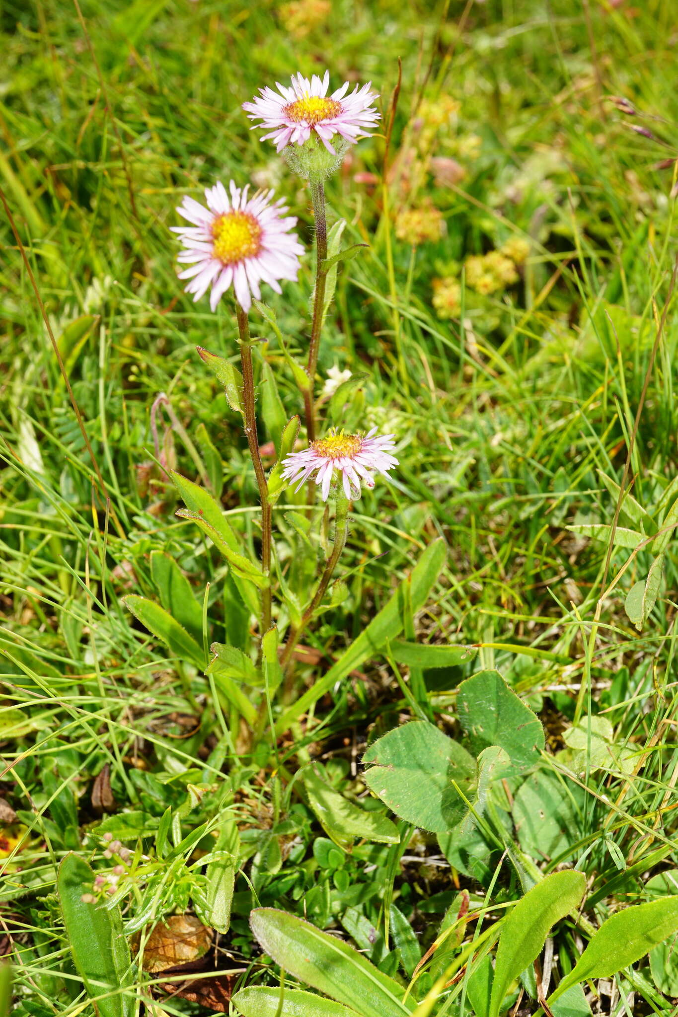 Image de Erigeron glabratus subsp. glabratus Hoppe & Hornsch. ex Bluff & Fingerh.