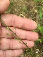 Image of Nuttall's lobelia