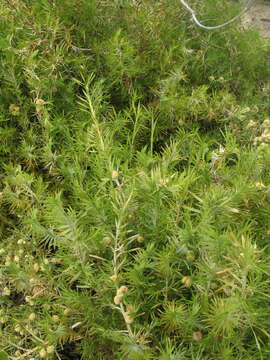 Image of Acanthocarpus preissii Lehm.