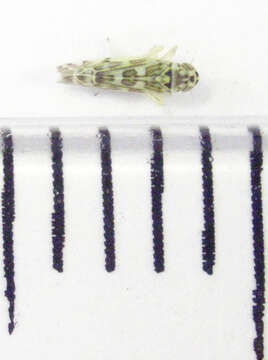 Image of Sage Leafhopper