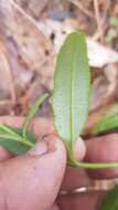 Image of Tridax paneroi B. L. Turner