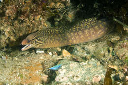 Image of Australian moray