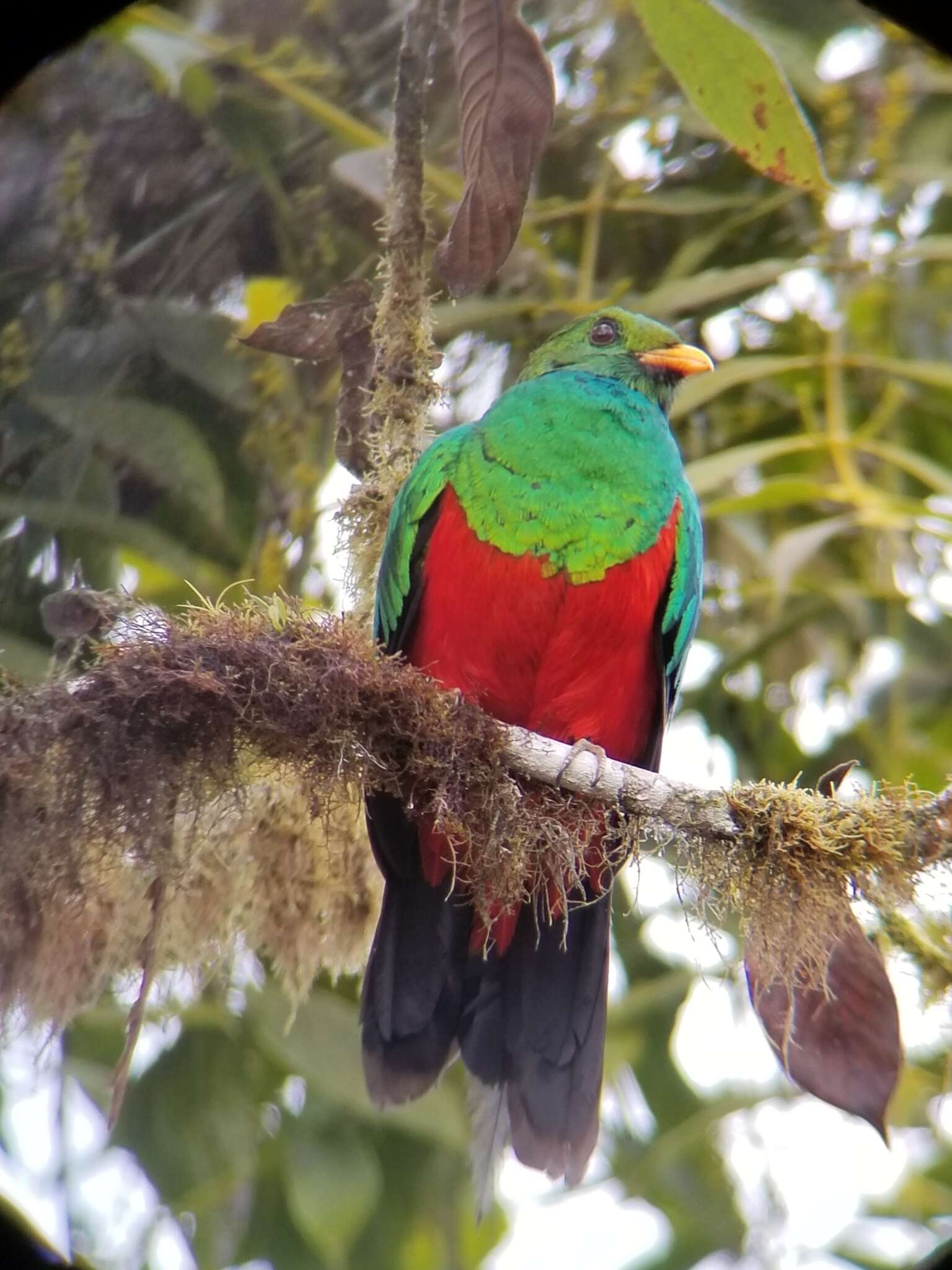 Image de Quetzal doré