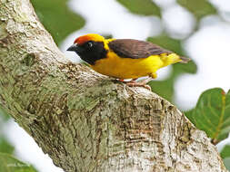 Image of Preuss's Golden-backed Weaver