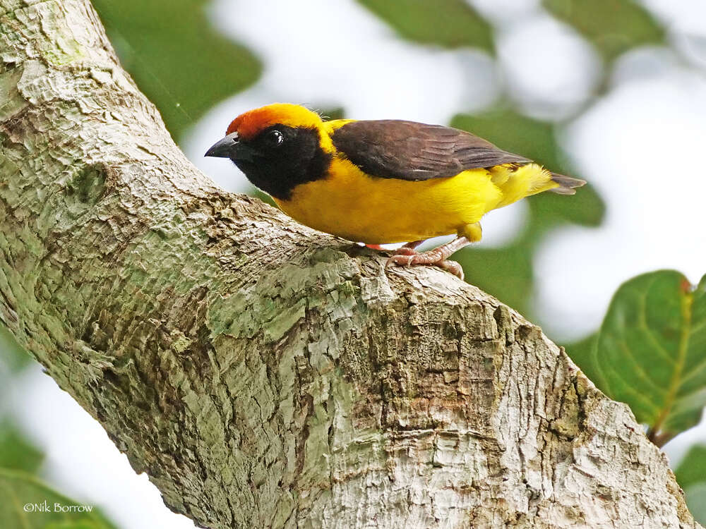 Image of Preuss's Golden-backed Weaver