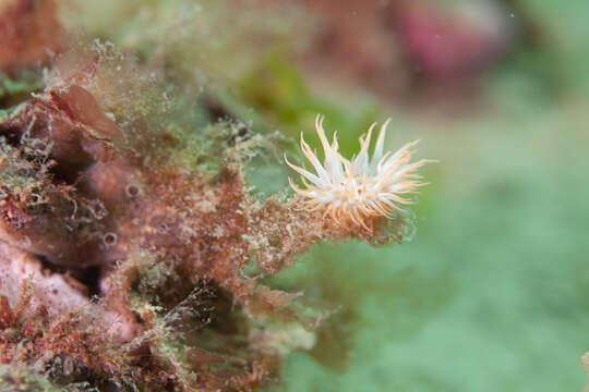 Image of Striped anemone