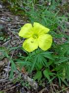 Oenothera toumeyi (Small) Tidestrom resmi