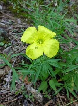 Image of Toumey's sundrops