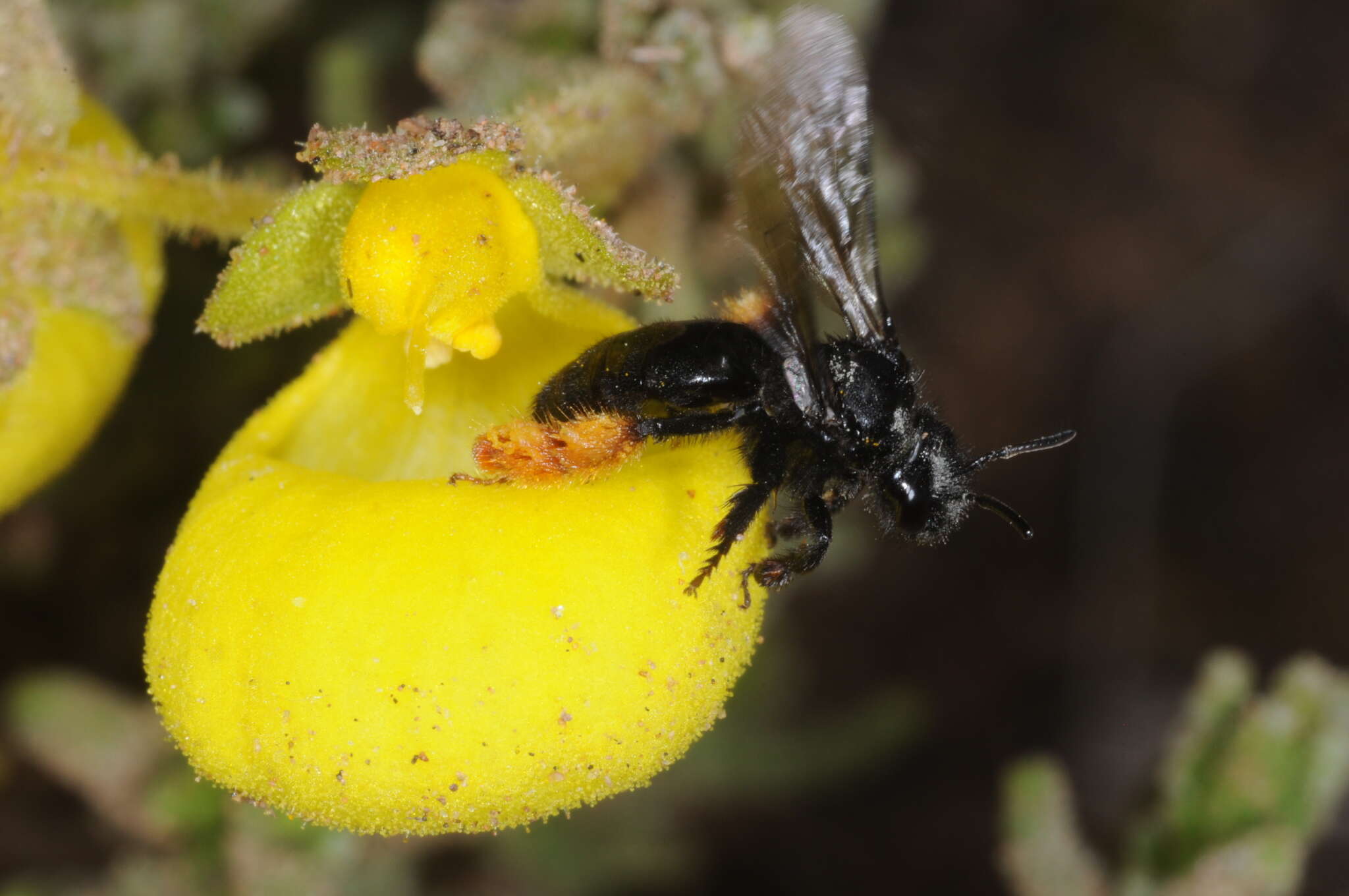 Image de Chalepogenus rufipes Roig-Alsina 1999