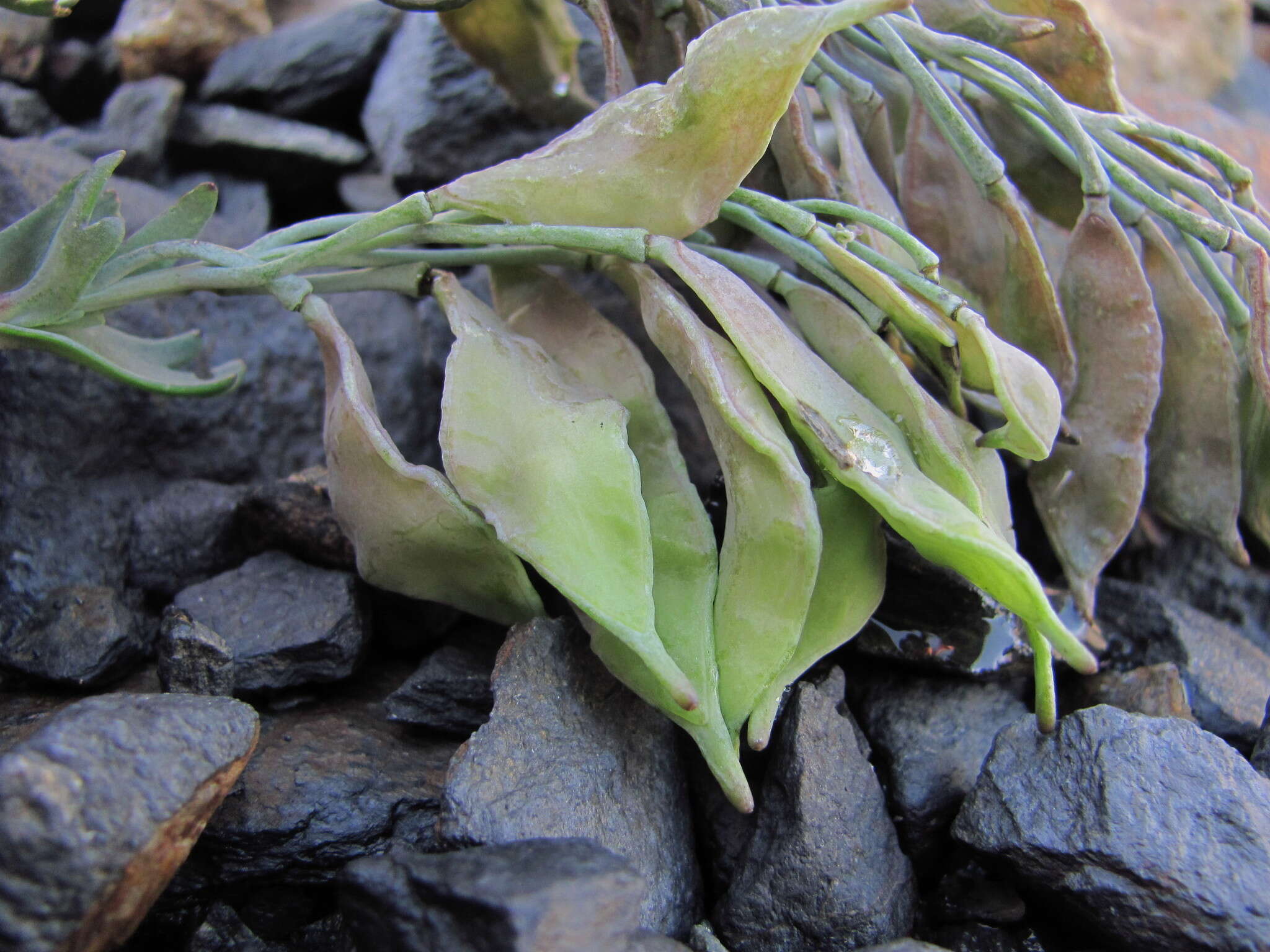 Pseudovesicaria digitata (C. A. Mey.) Rupr. resmi