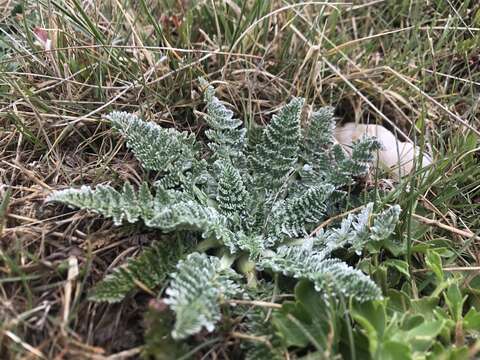 Image of Chaerophyllum argenteum (Hook. fil.) K. F. Chung