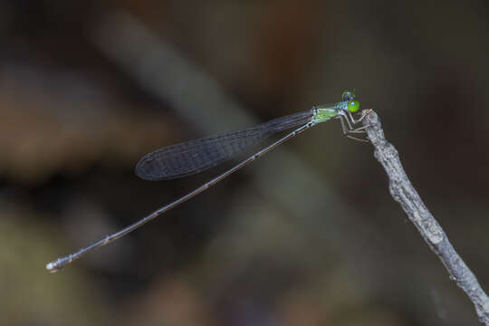 Amphicnemis gracilis Krüger 1898 resmi