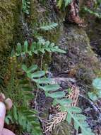 Polypodium amorphum Suksdorf的圖片