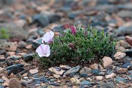 Слика од Convolvulus tragacanthoides Turcz.