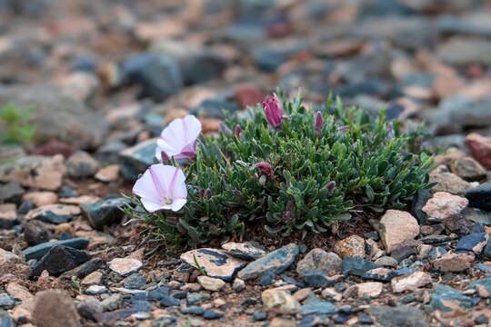 Imagem de Convolvulus tragacanthoides Turcz.