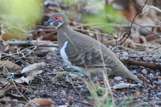 Image of Partridge Pigeon