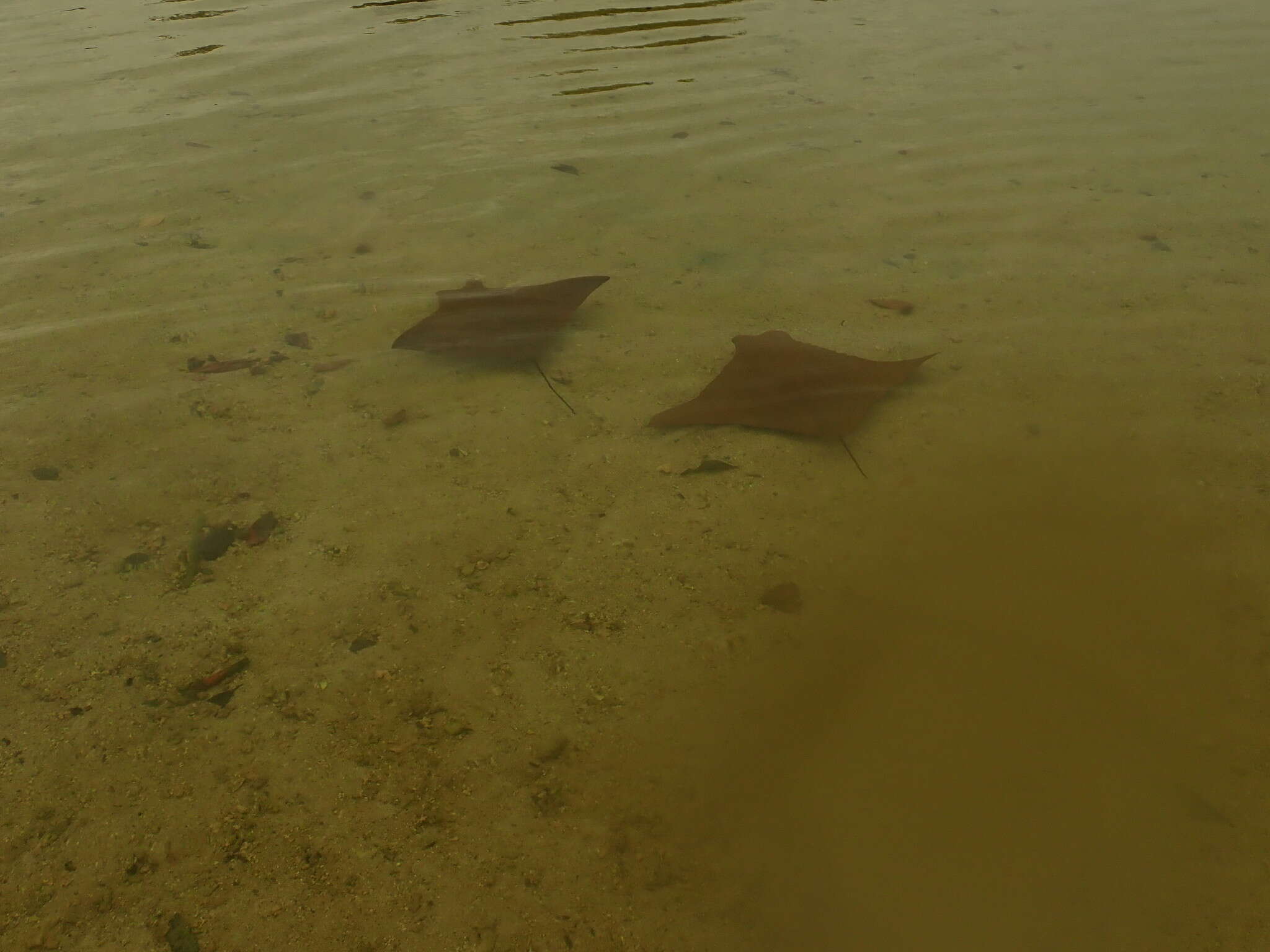 Image of Golden Cownose Ray