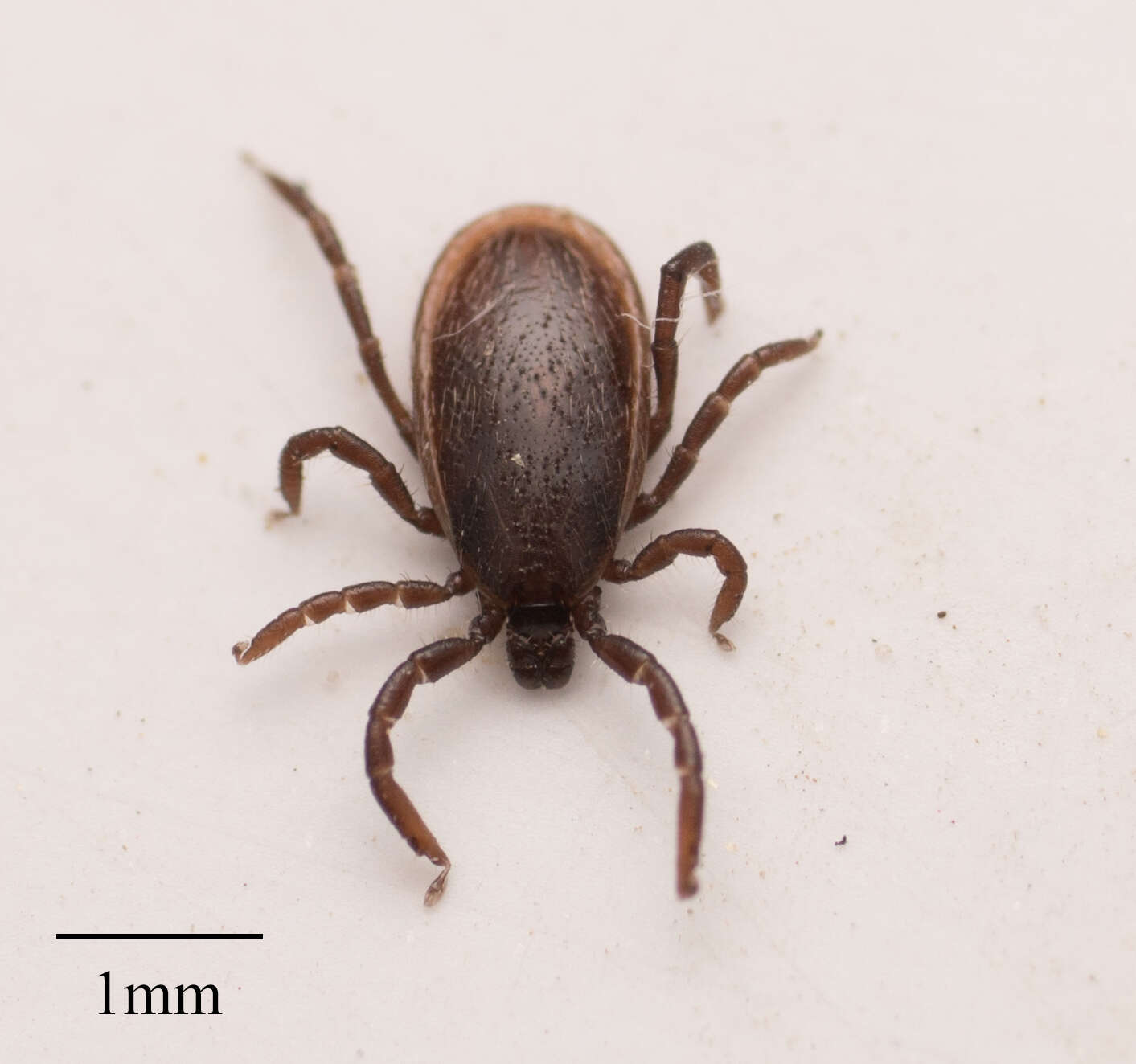 Sivun Ixodes pacificus Cooley & Kohls 1943 kuva