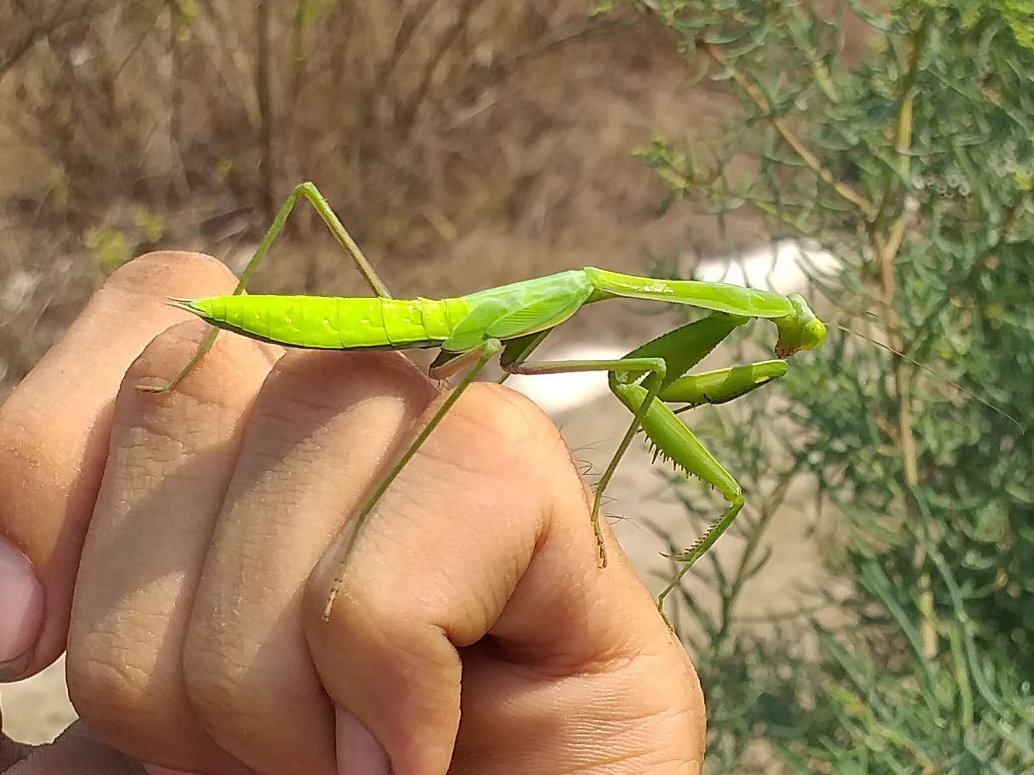 Image of Hierodula confusa Vermeersch & Unnahachote 2020