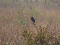 Image of Chestnut-capped Blackbird