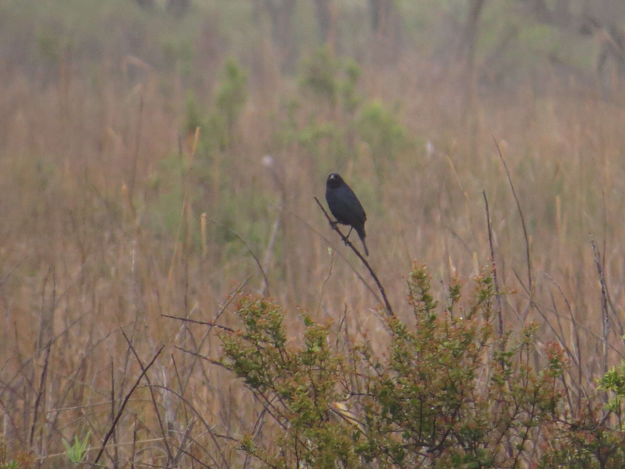 Image of Chestnut-capped Blackbird