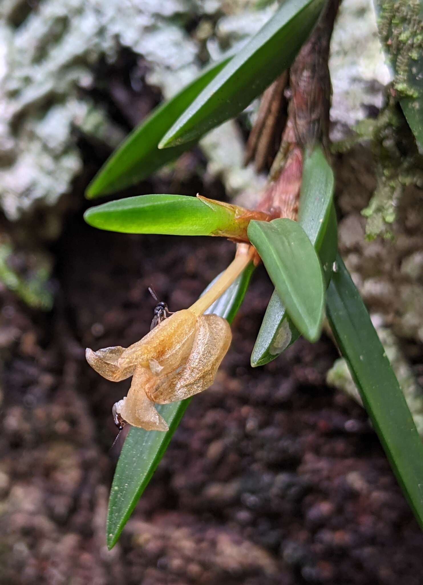 Image of Maxillaria uncata Lindl.