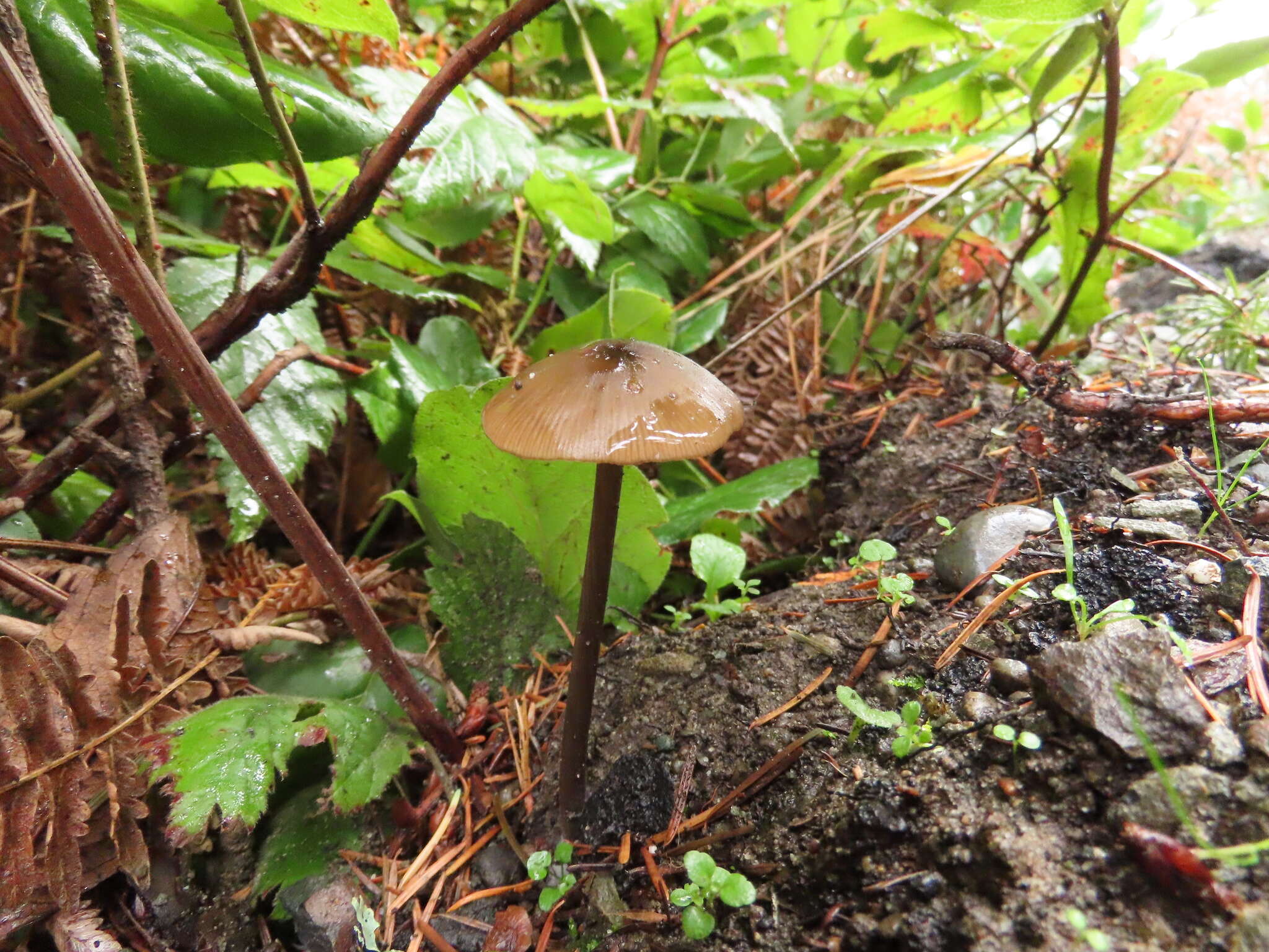 Image de Entoloma hirtipes (Schumach.) M. M. Moser 1978