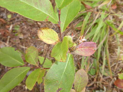 Imagem de Salix hastata L.