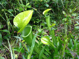 Image of Green Pitcherplant