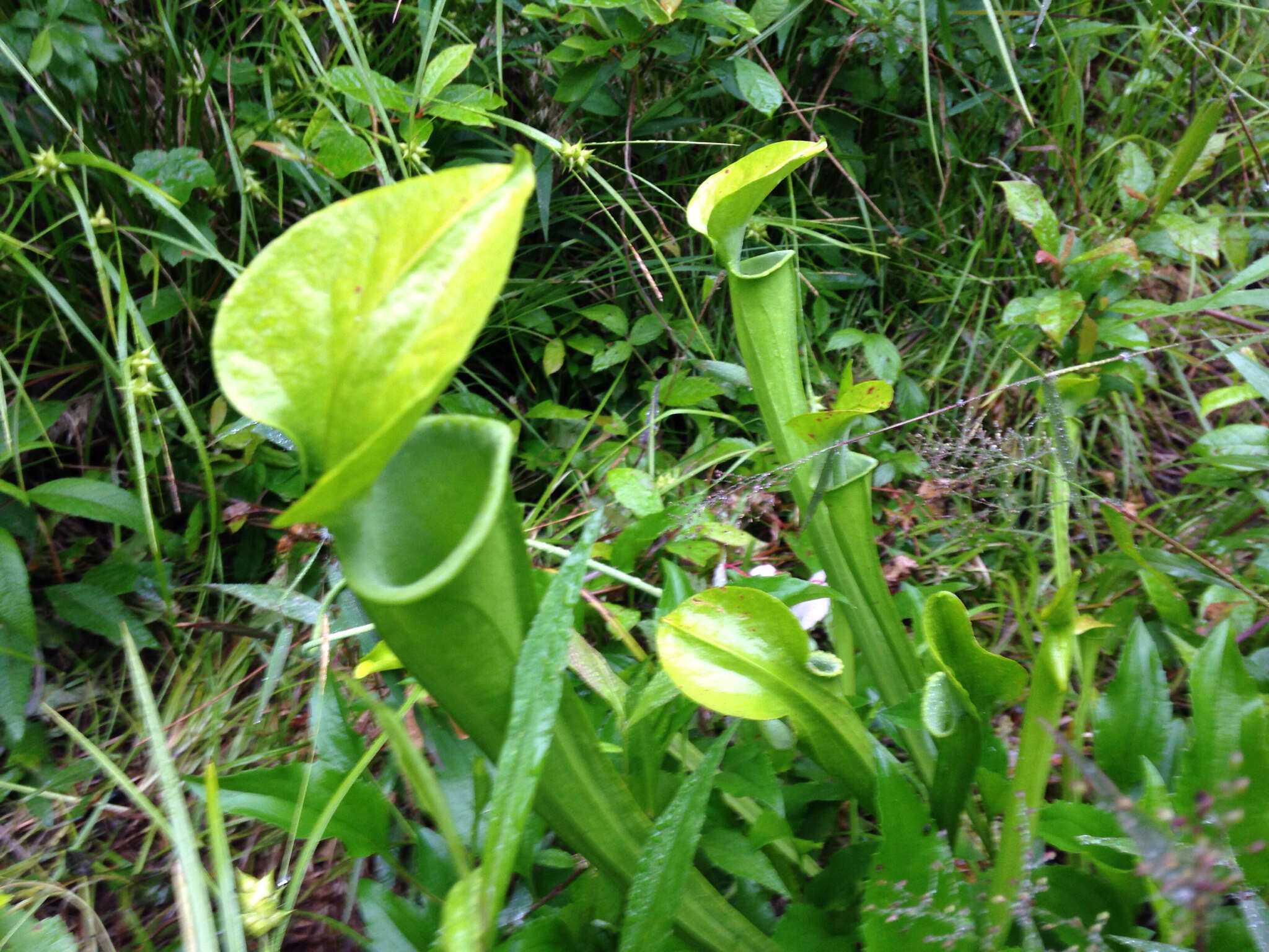 Image of Green Pitcherplant