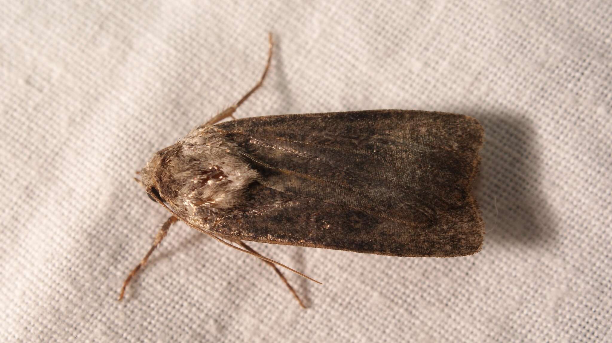 Image of Agrotis trux Hübner 1824