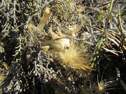 Image of Pteronia scabra Harv.