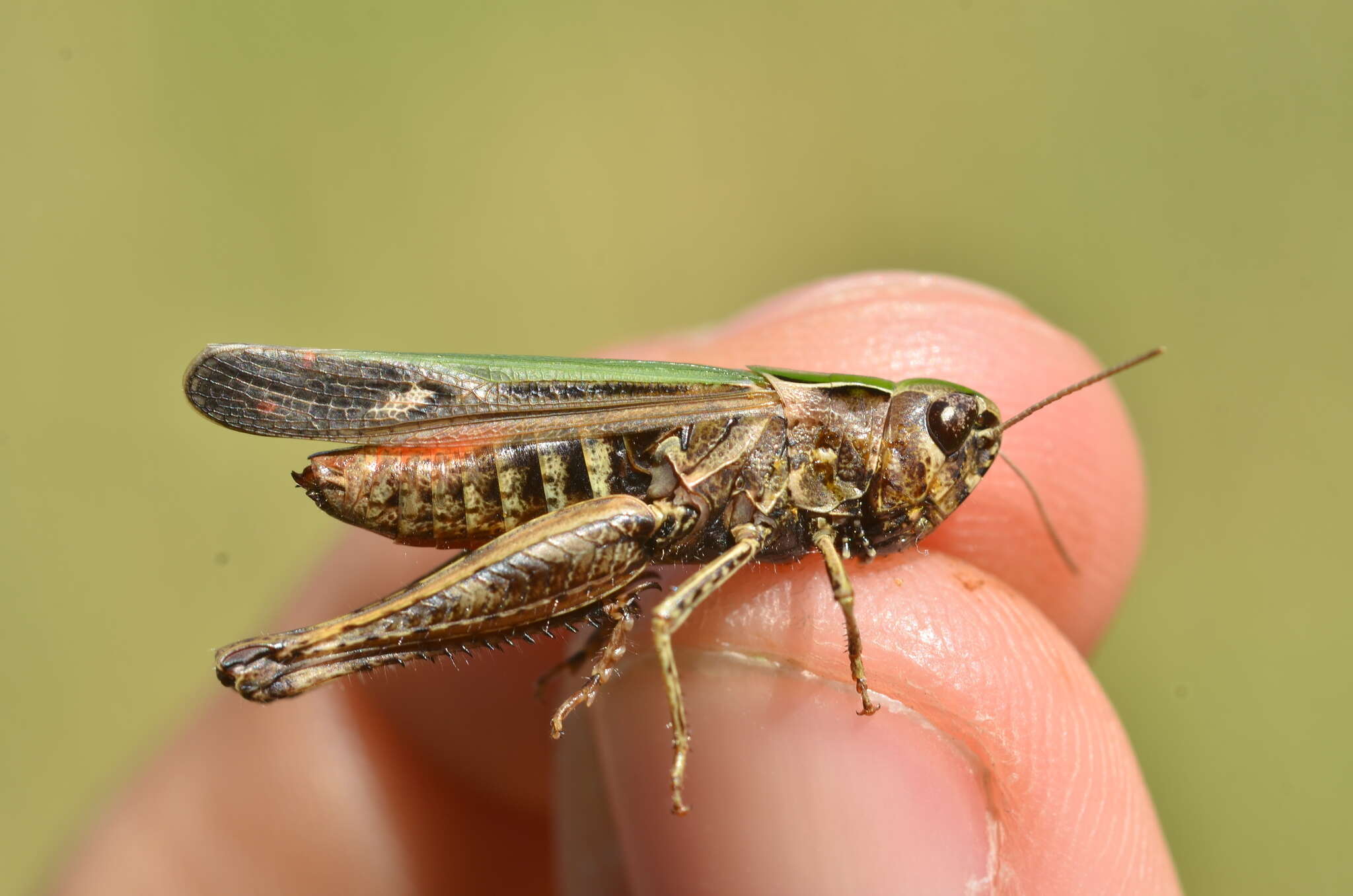 Image of woodland grasshopper