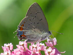 صورة Satyrium acadica (Edwards 1862)