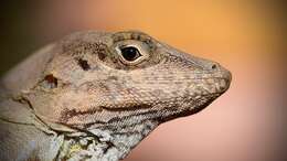 Imagem de Anolis cybotes Cope 1862