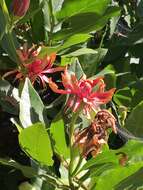 Image de Calycanthus occidentalis Hook. & Arn.