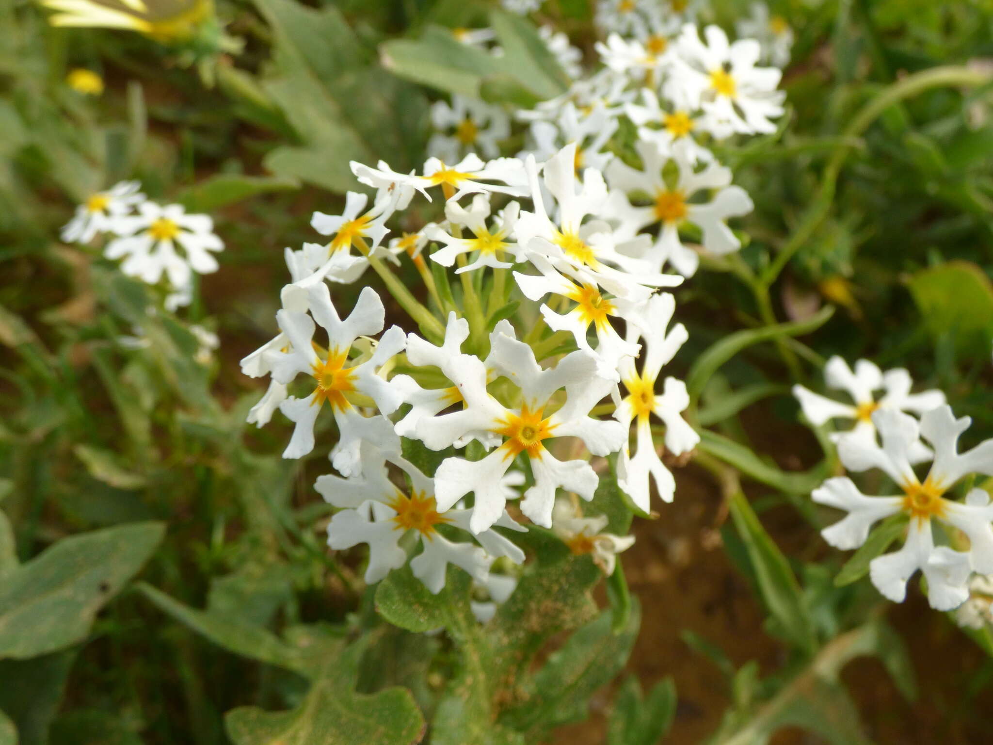 Image of Zaluzianskya affinis O. M. Hilliard