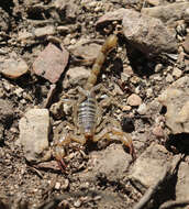 Image of Northern Scorpion