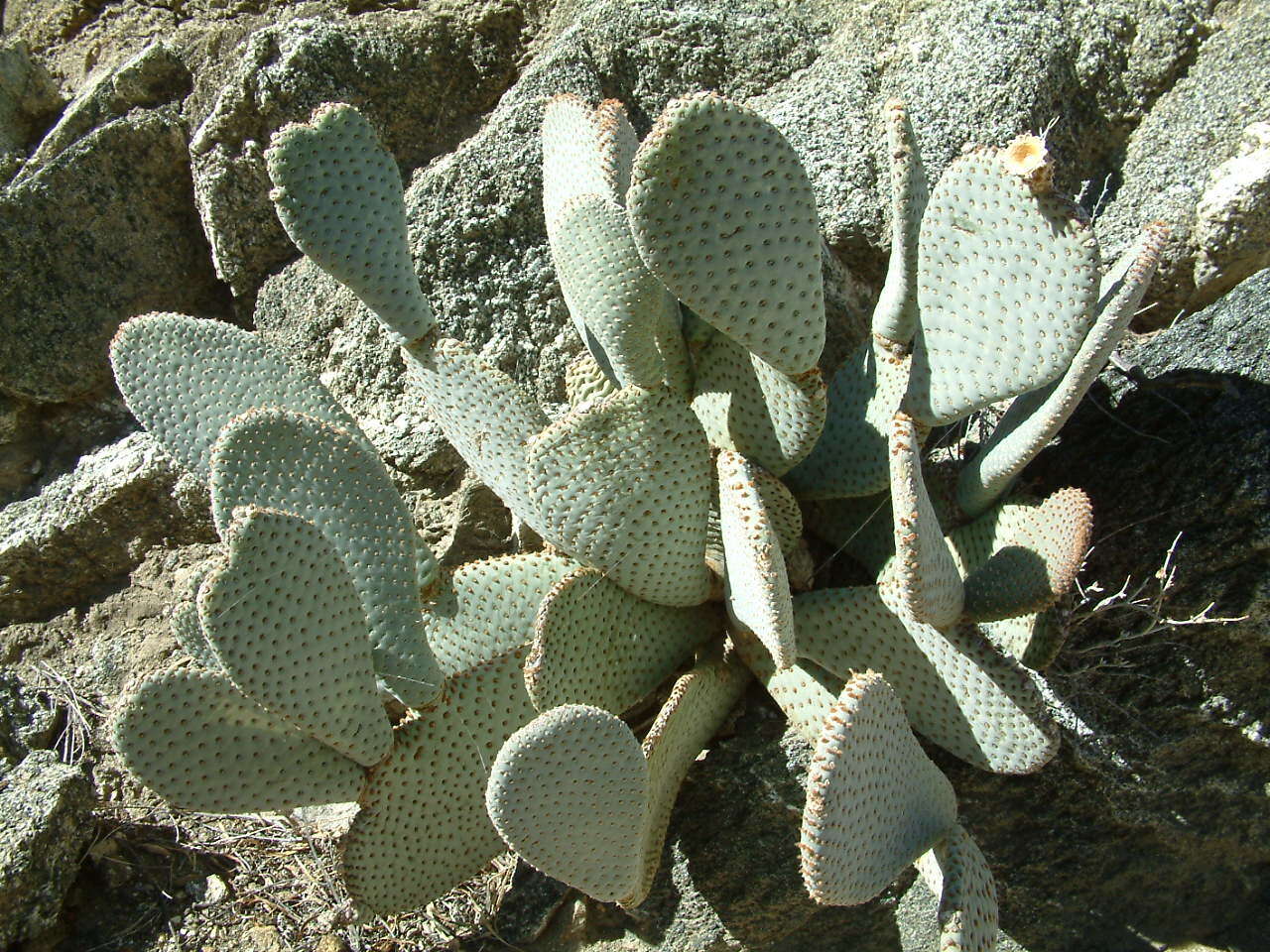 صورة Opuntia basilaris var. basilaris