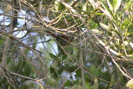 Image of Rufous-breasted Spinetail