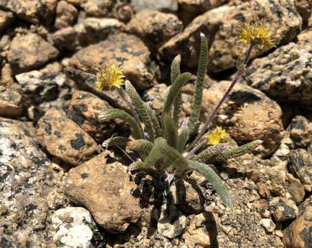 Image of granite mousetail