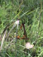 Image of Harpobittacus australis (Klug 1838)