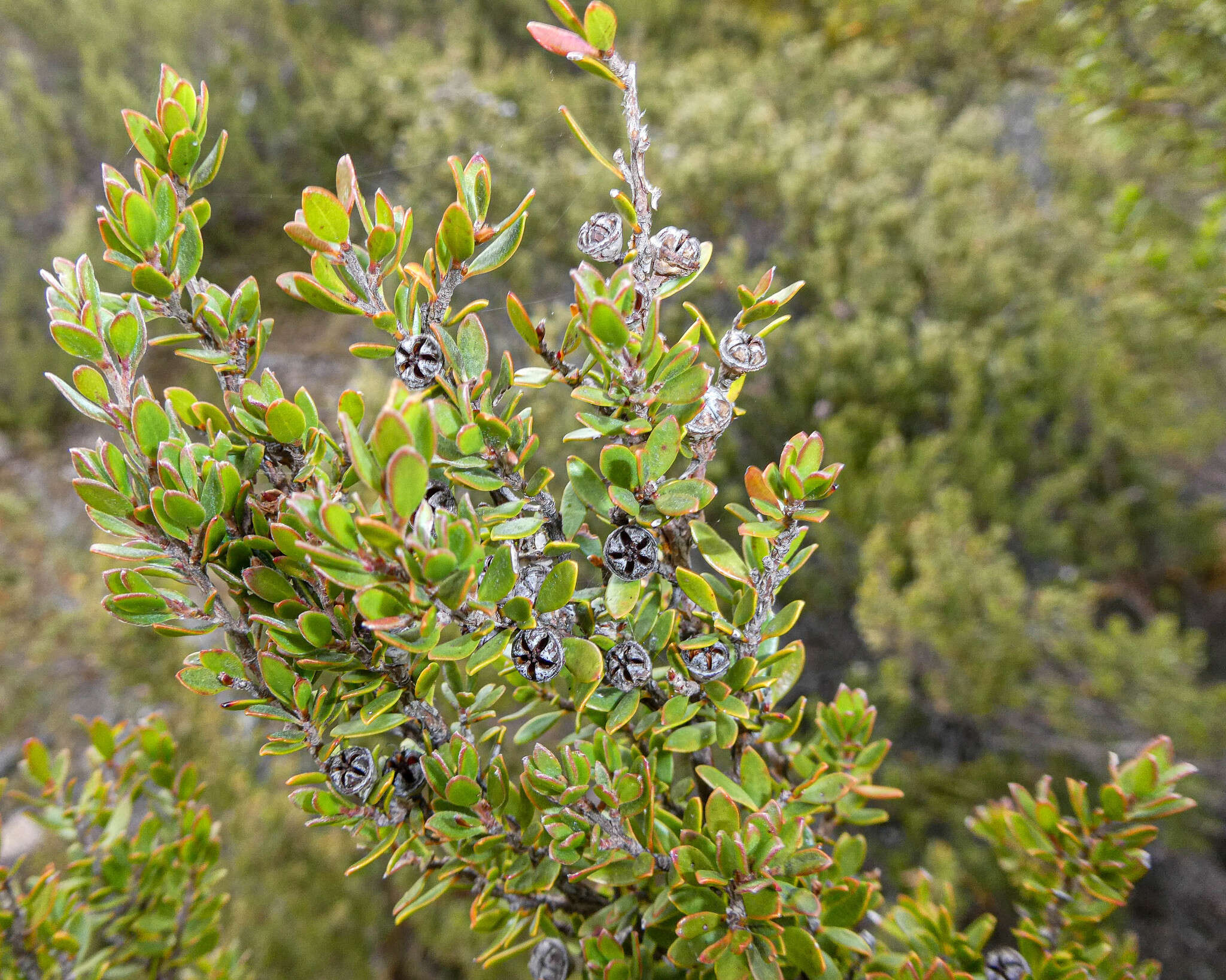 Sivun Leptospermum rupestre Hook. fil. kuva