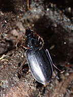 Image of Platynus (Batenus) cincticollis (Say 1823)