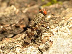 Plancia ëd Pseudotephritis approximata Banks 1914