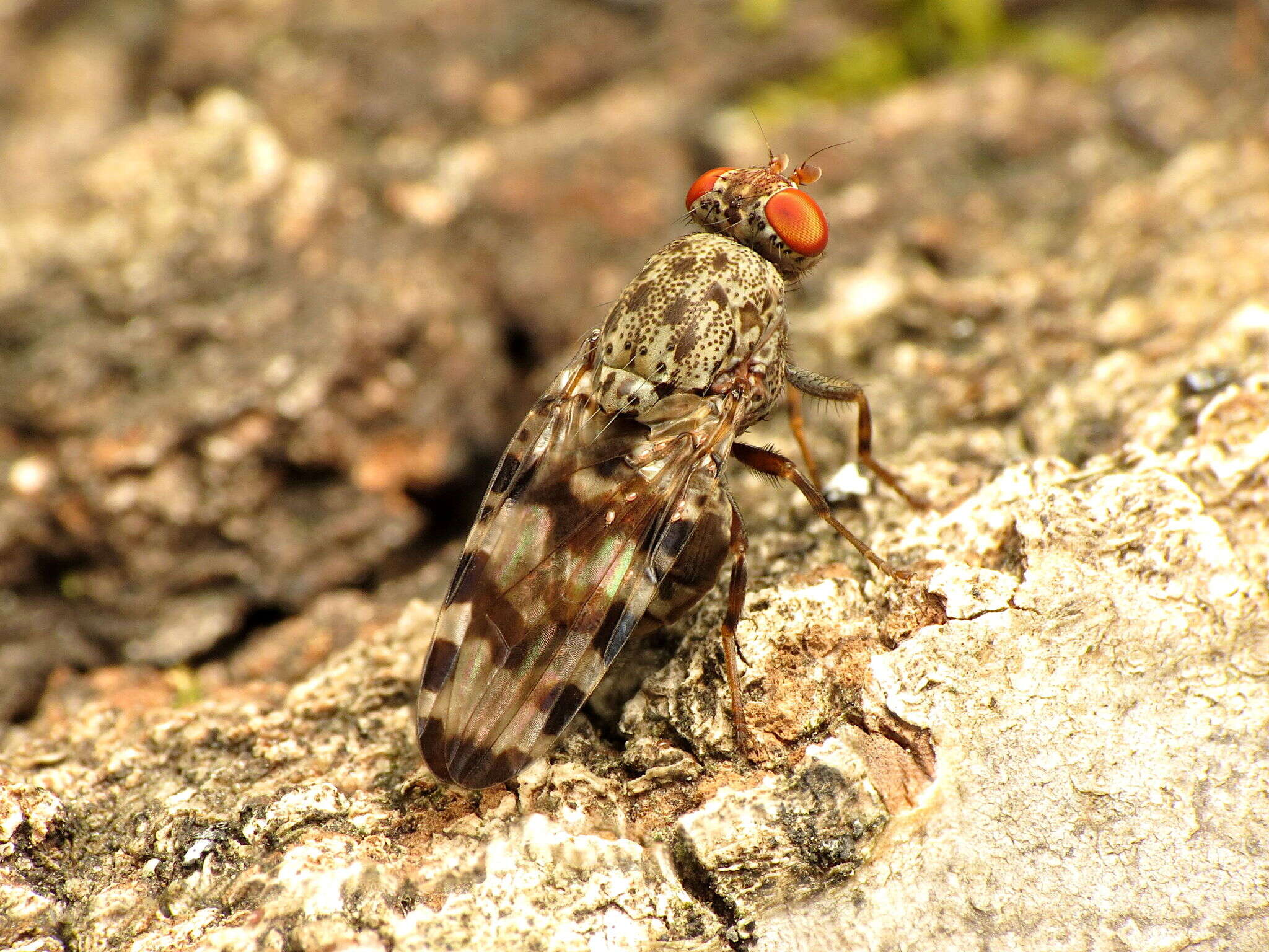 Plancia ëd Pseudotephritis approximata Banks 1914