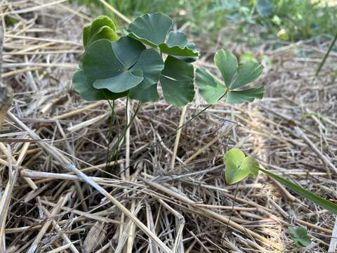 Image of Big-Foot Water-Clover