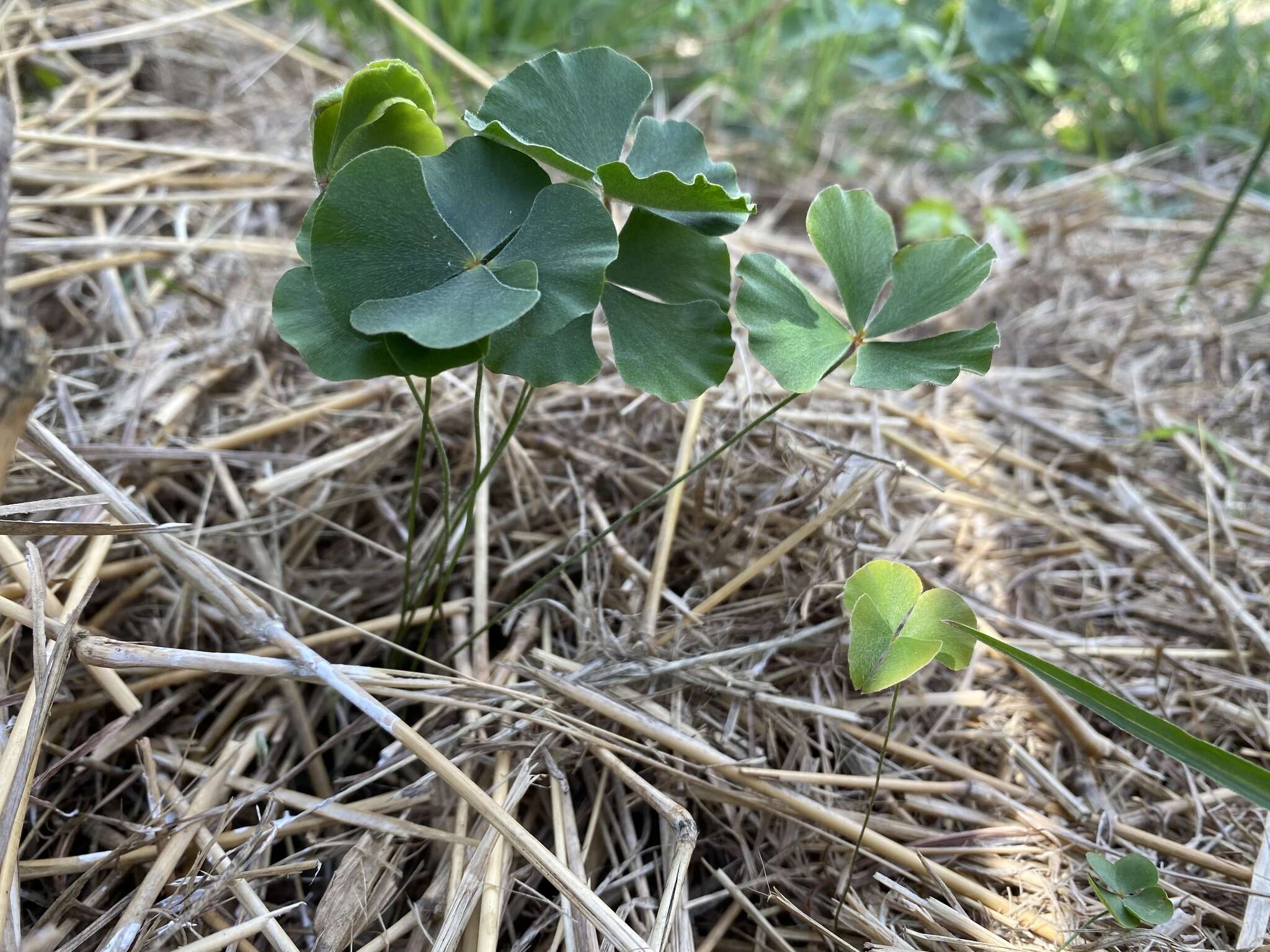 Plancia ëd Marsilea macropoda Engelm. ex A. Br.